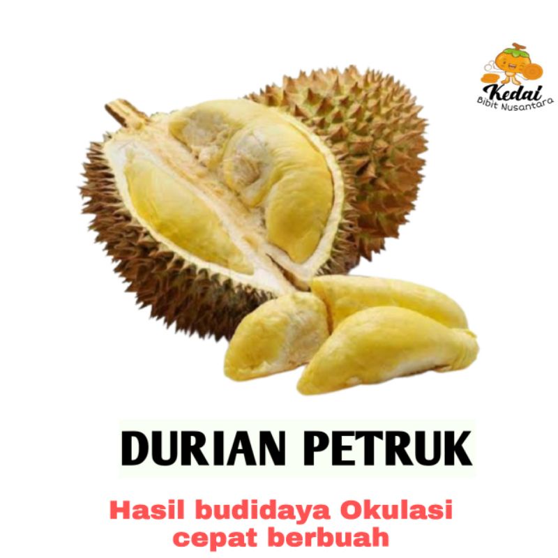 Detail Pohon Durian Petruk Nomer 28