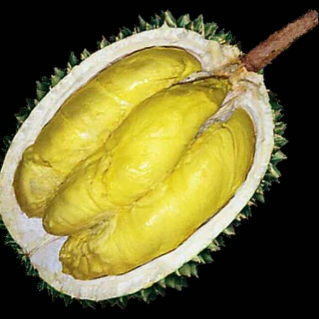 Detail Pohon Durian Petruk Nomer 34