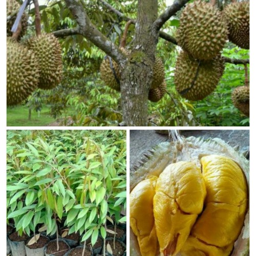 Detail Pohon Durian Petruk Nomer 39