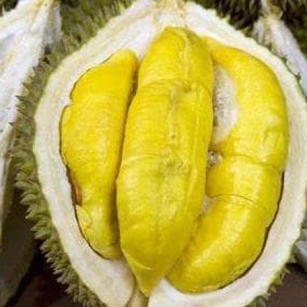 Detail Pohon Durian Petruk Nomer 44