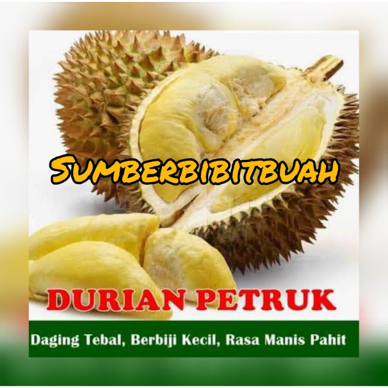 Detail Pohon Durian Petruk Nomer 46