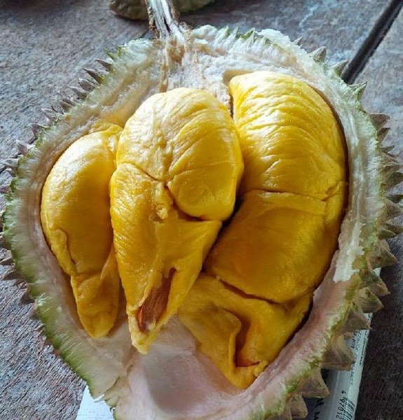 Detail Pohon Durian Petruk Nomer 50