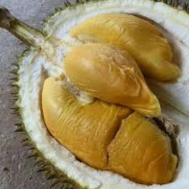 Detail Pohon Durian Petruk Nomer 54