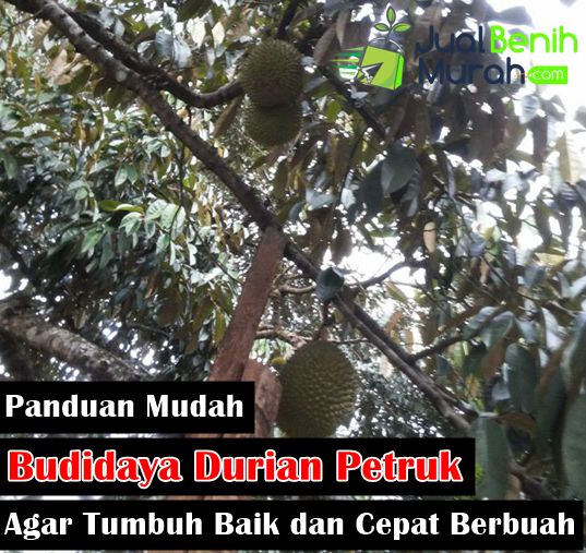 Detail Pohon Durian Petruk Nomer 8
