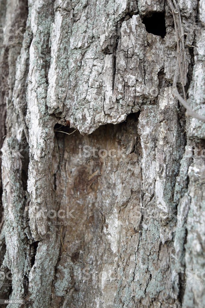 Detail Pohon Ek Dan Elm Nomer 16