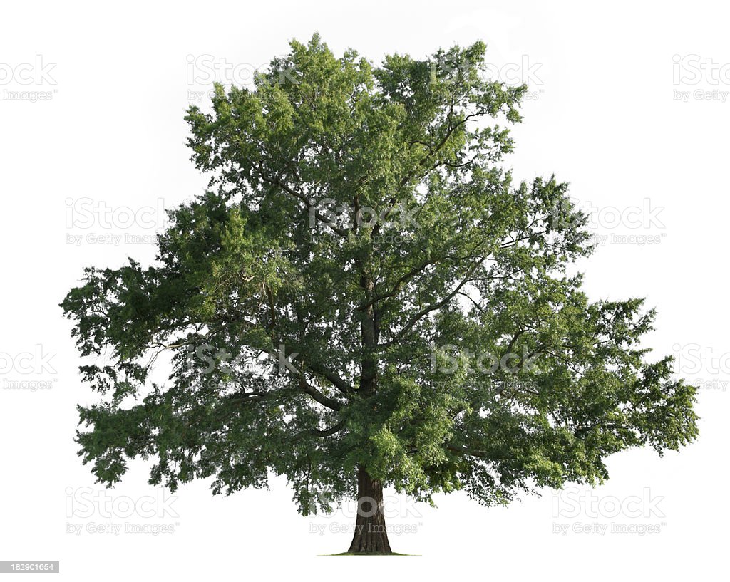 Detail Pohon Ek Dan Elm Nomer 17