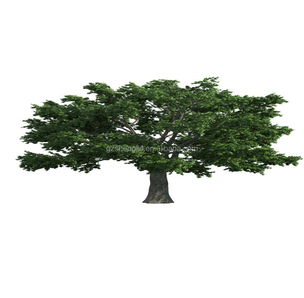 Detail Pohon Ek Dan Elm Nomer 22