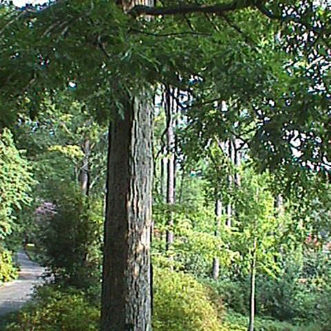Detail Pohon Ek Dan Elm Nomer 25