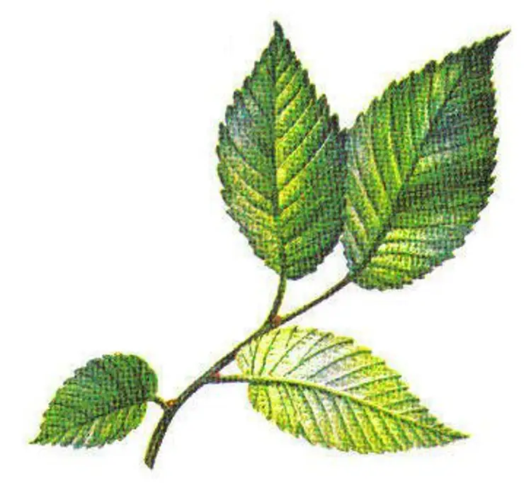 Detail Pohon Ek Dan Elm Nomer 32