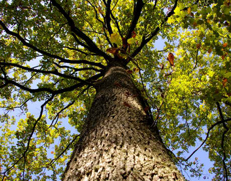 Detail Pohon Ek Dan Elm Nomer 36