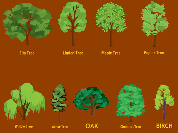 Detail Pohon Ek Dan Elm Nomer 40