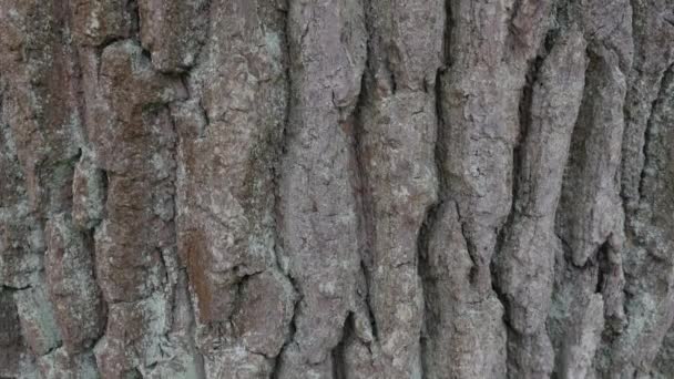 Detail Pohon Ek Dan Elm Nomer 46