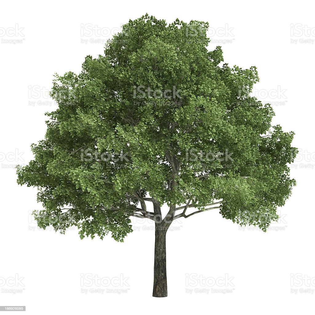 Detail Pohon Ek Dan Elm Nomer 5