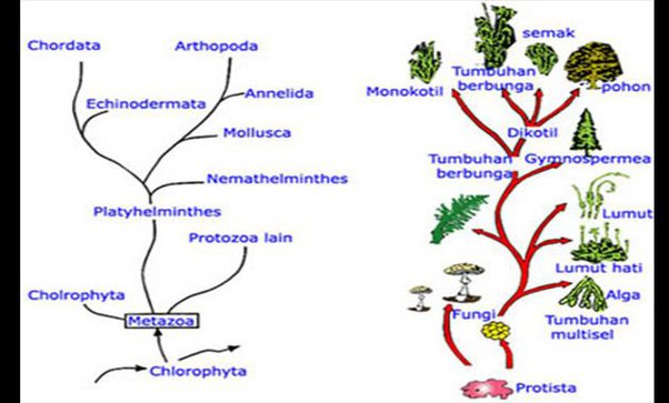 Detail Pohon Filogeni Platyhelminthes Gambar Nomer 11