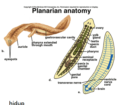 Detail Pohon Filogeni Platyhelminthes Gambar Nomer 17