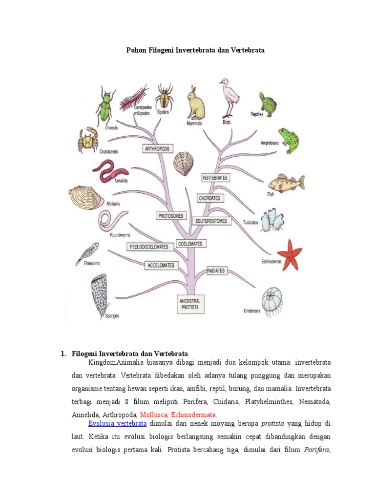 Detail Pohon Filogeni Platyhelminthes Gambar Nomer 9