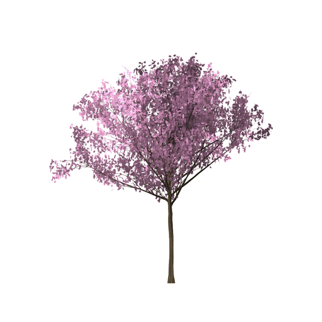 Detail Pohon Format Png Nomer 31
