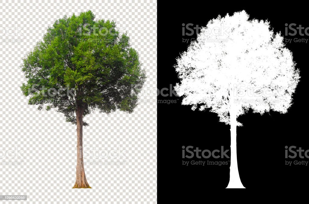 Detail Pohon Gambar Transparan Buat Background Nomer 9