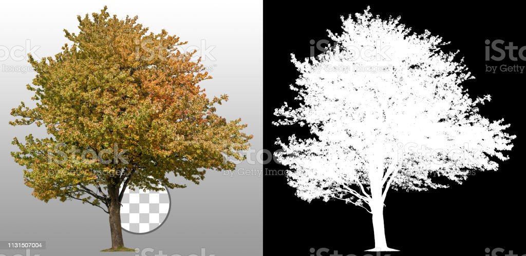 Detail Pohon Gambar Transparan Buat Background Nomer 20