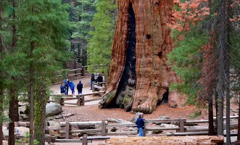 Pohon General Sherman - KibrisPDR