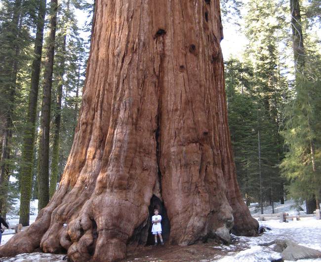 Detail Pohon General Sherman Nomer 2