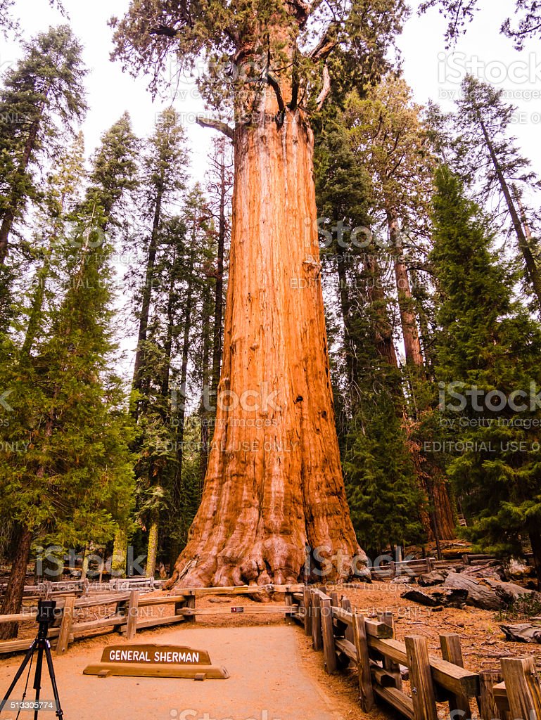 Detail Pohon General Sherman Nomer 13