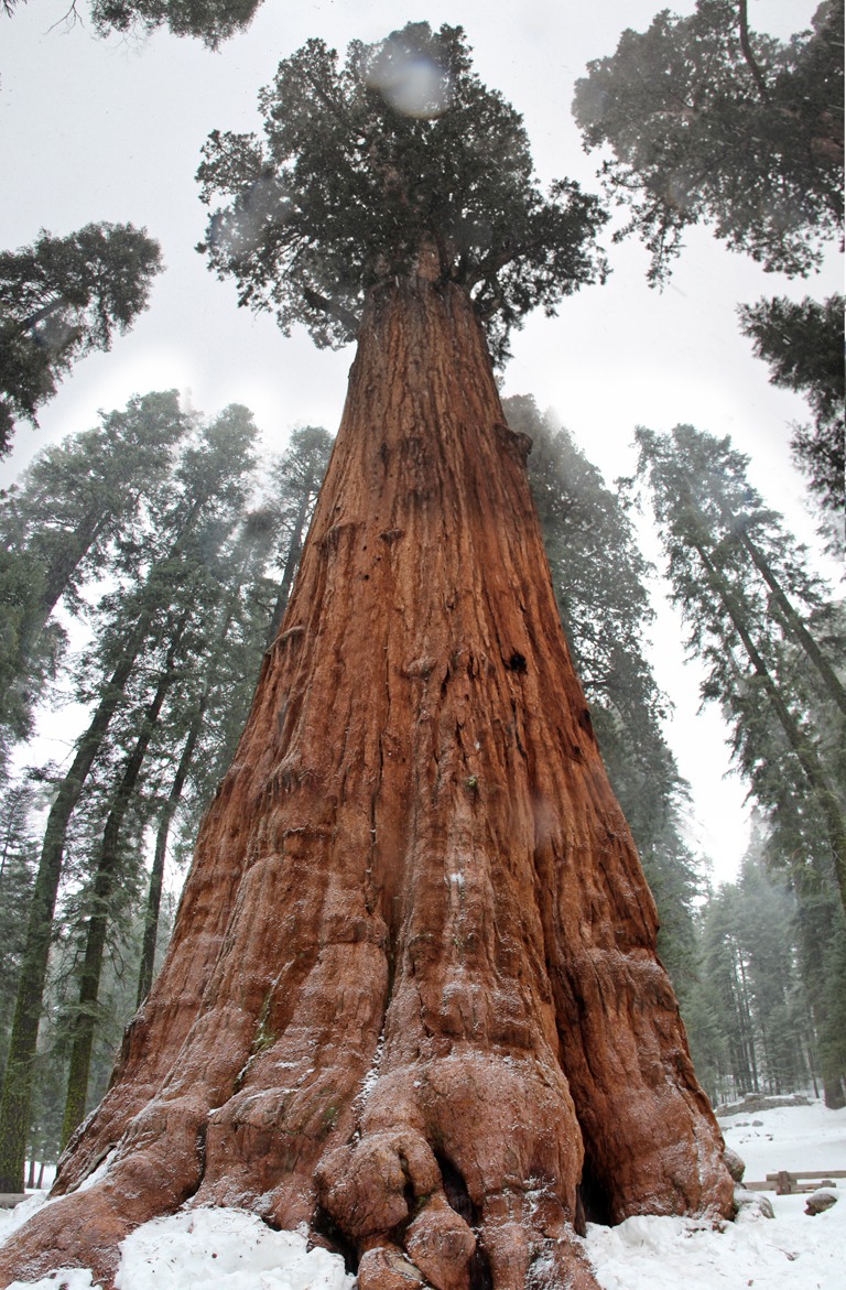 Detail Pohon General Sherman Nomer 17
