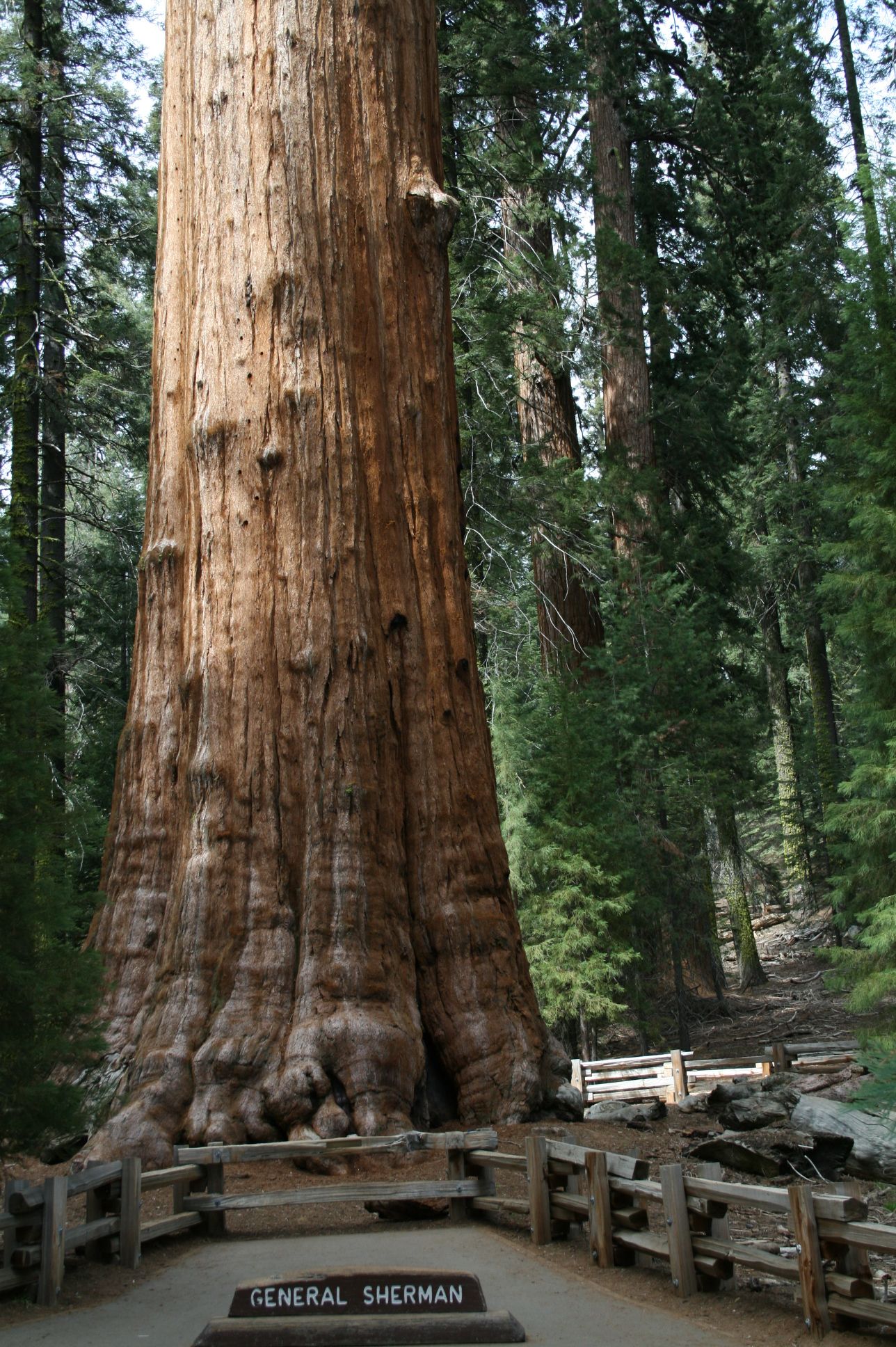Detail Pohon General Sherman Nomer 19