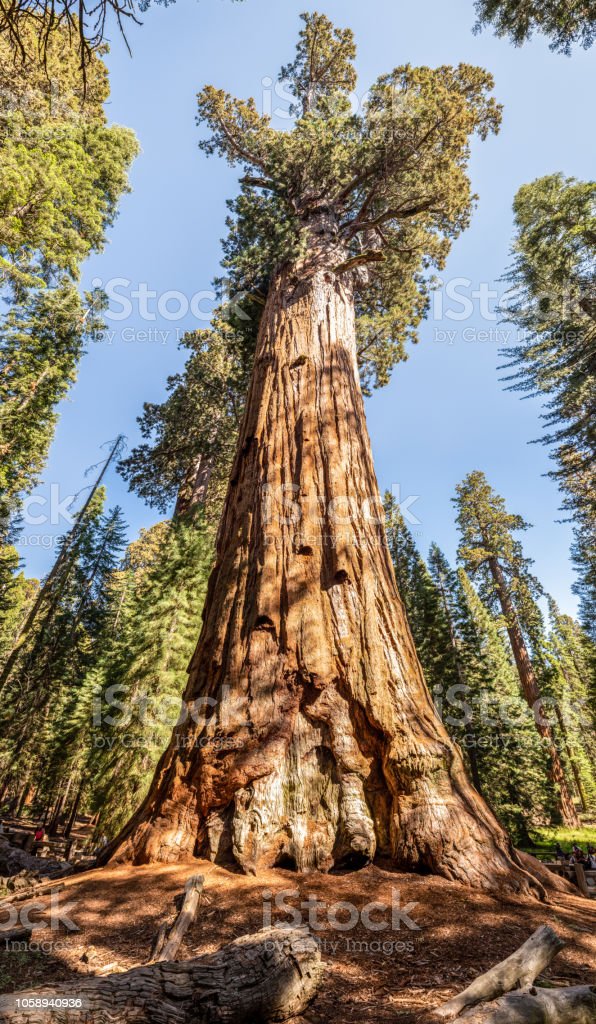 Detail Pohon General Sherman Nomer 20