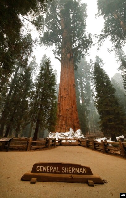 Detail Pohon General Sherman Nomer 21