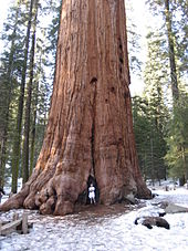 Detail Pohon General Sherman Nomer 3