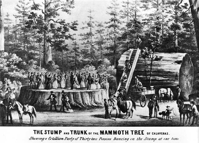 Detail Pohon General Sherman Nomer 23