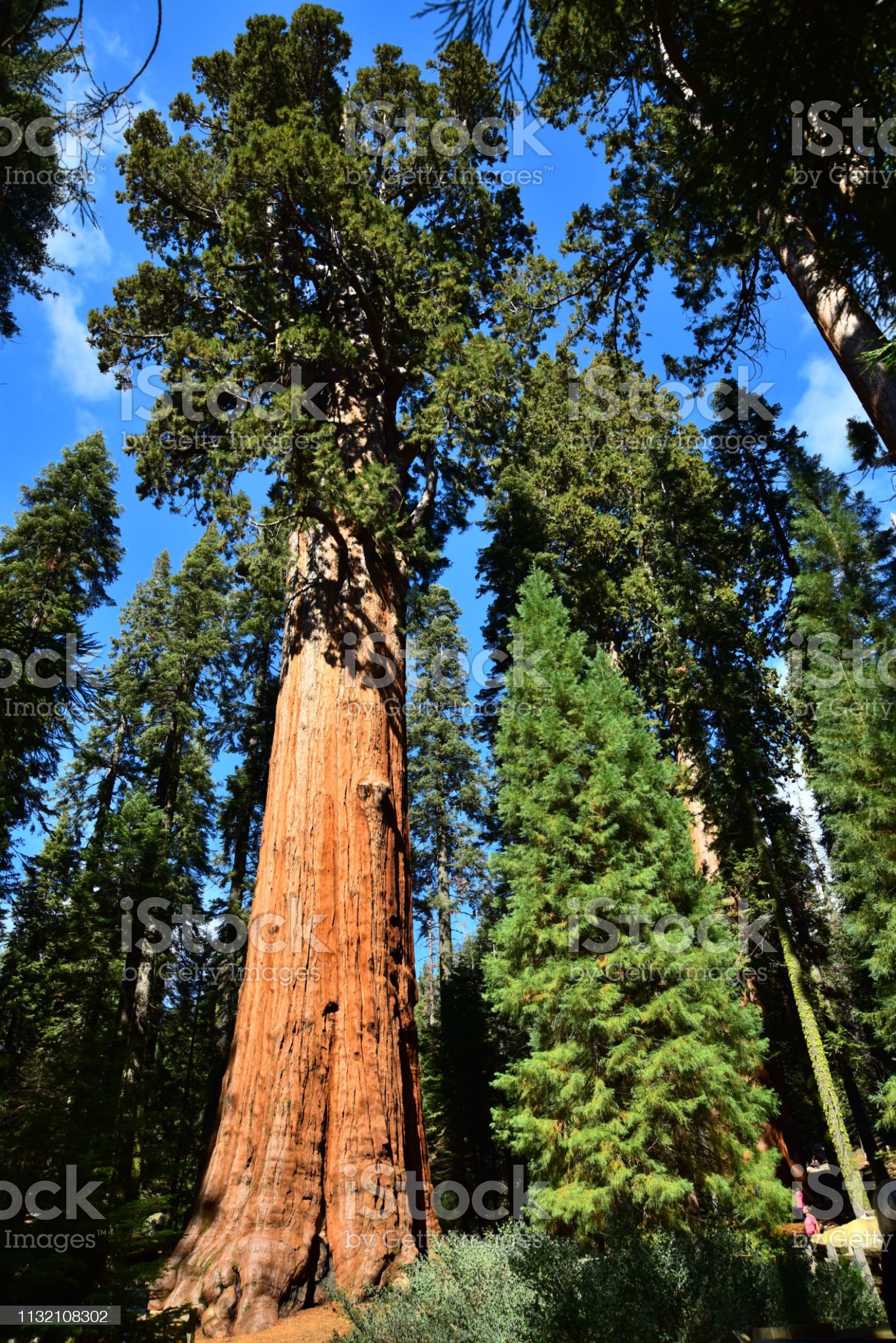 Detail Pohon General Sherman Nomer 24