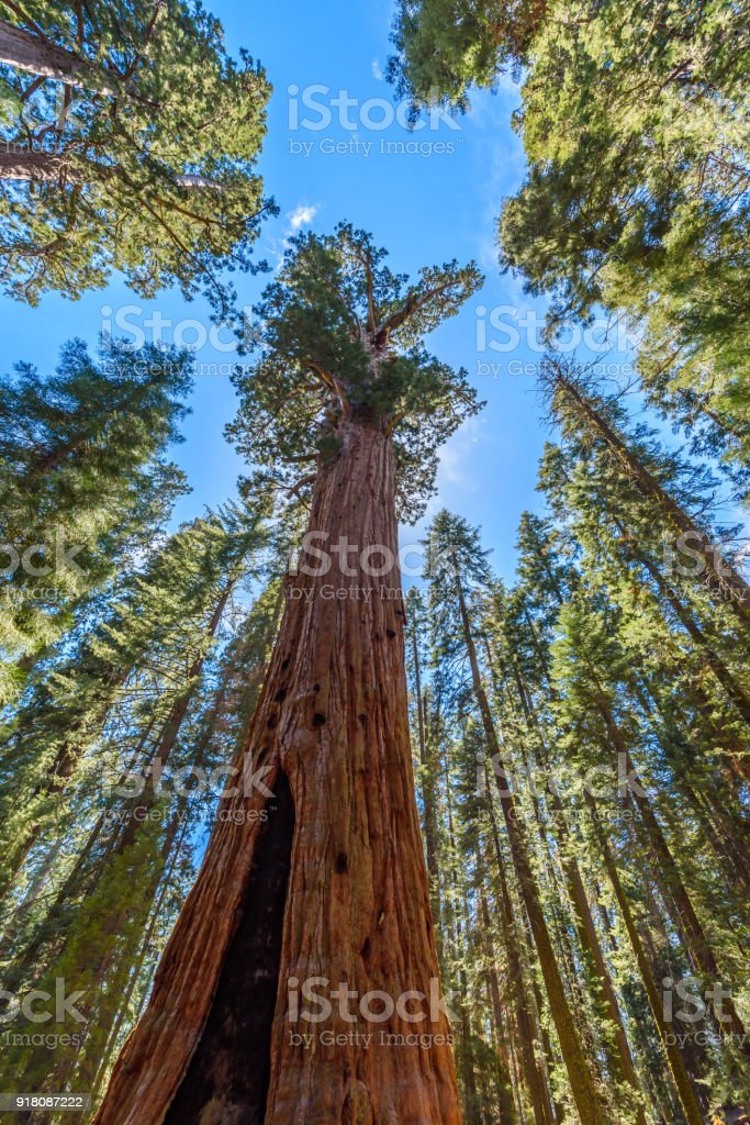 Detail Pohon General Sherman Nomer 25