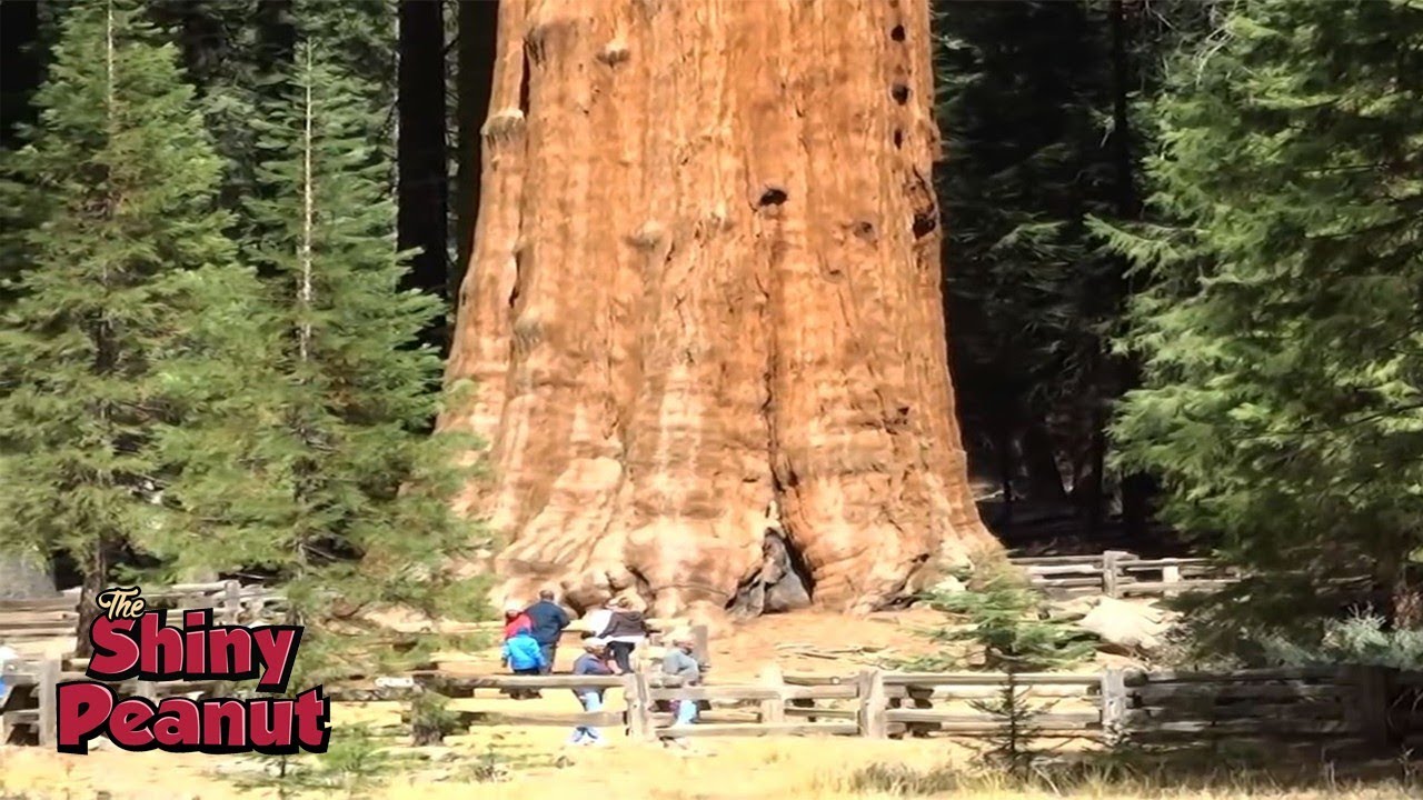 Detail Pohon General Sherman Nomer 26