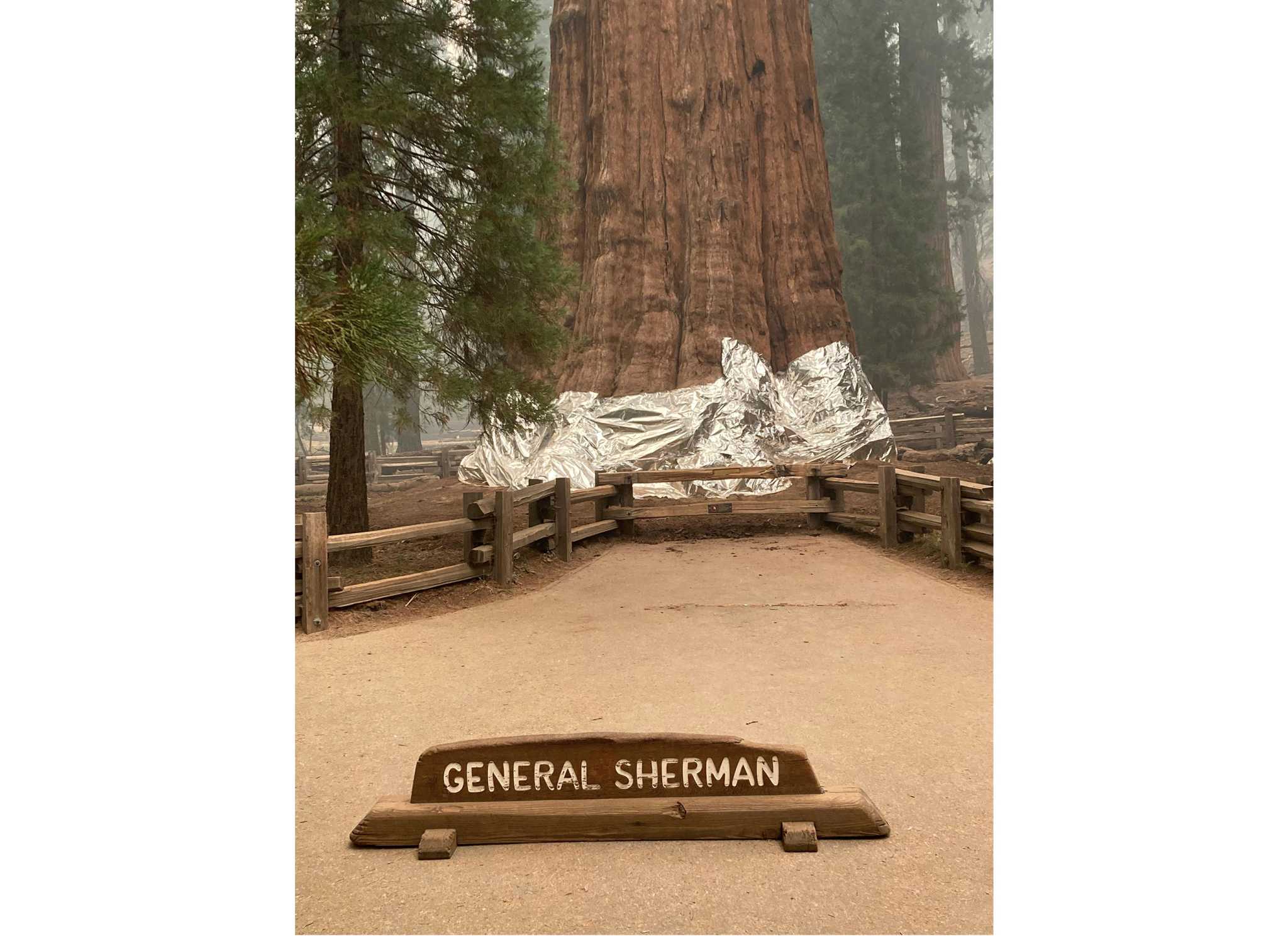 Detail Pohon General Sherman Nomer 27