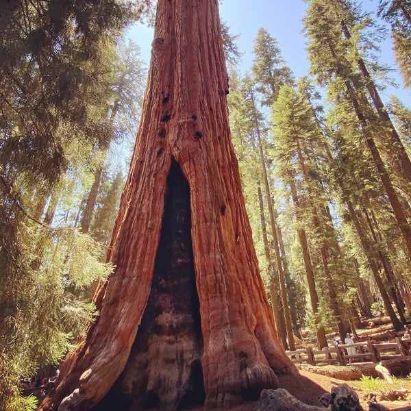Detail Pohon General Sherman Nomer 29