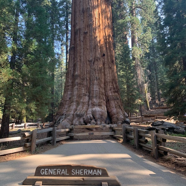 Detail Pohon General Sherman Nomer 30