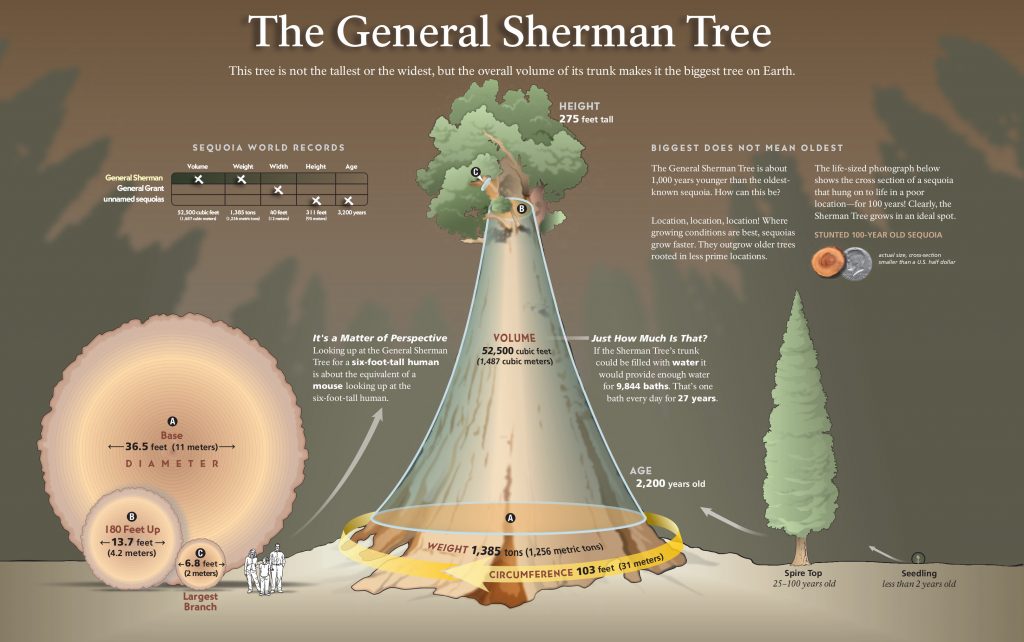 Detail Pohon General Sherman Nomer 4