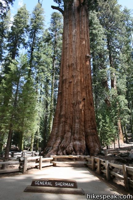 Detail Pohon General Sherman Nomer 31