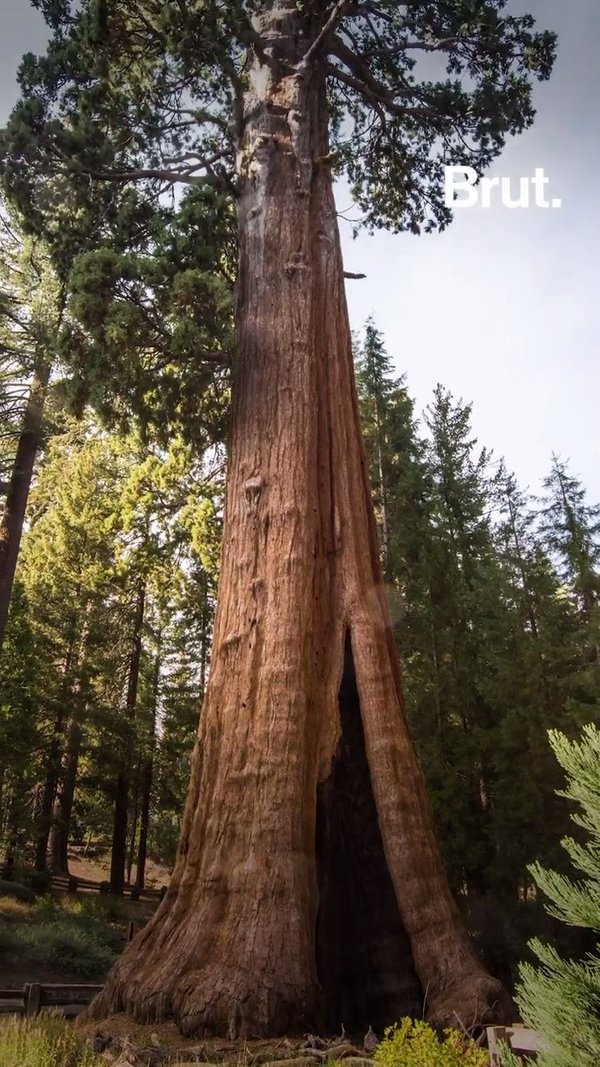 Detail Pohon General Sherman Nomer 32