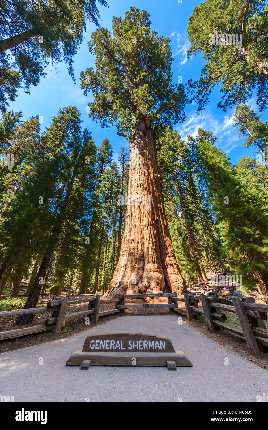 Detail Pohon General Sherman Nomer 35