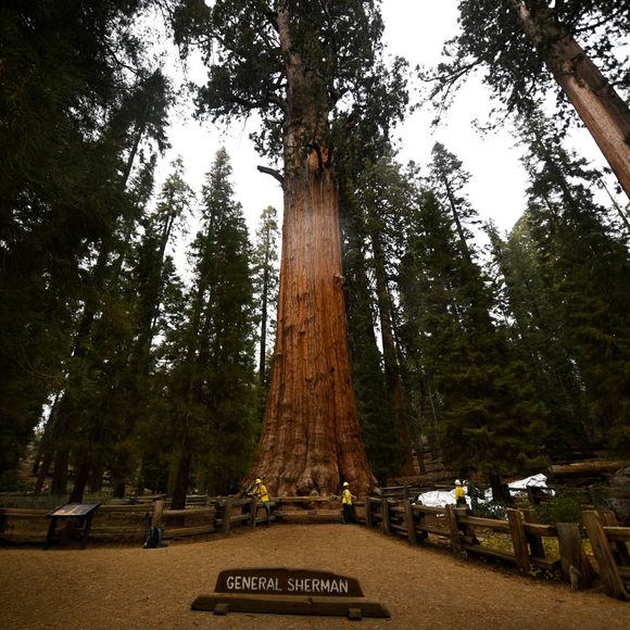 Detail Pohon General Sherman Nomer 36
