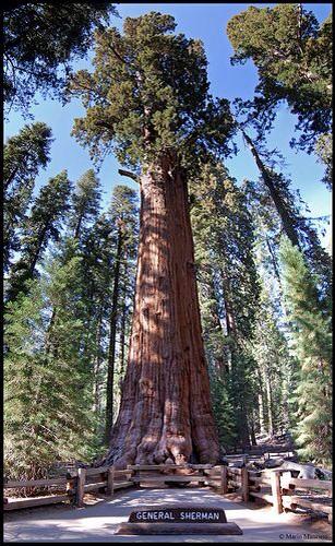 Detail Pohon General Sherman Nomer 37