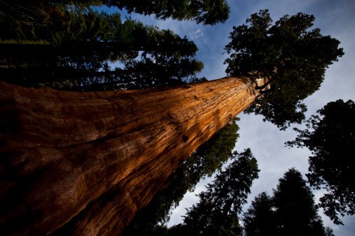 Detail Pohon General Sherman Nomer 38