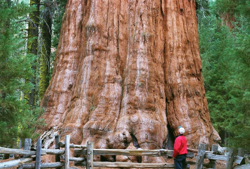 Detail Pohon General Sherman Nomer 5