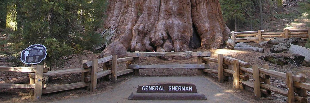 Detail Pohon General Sherman Nomer 39