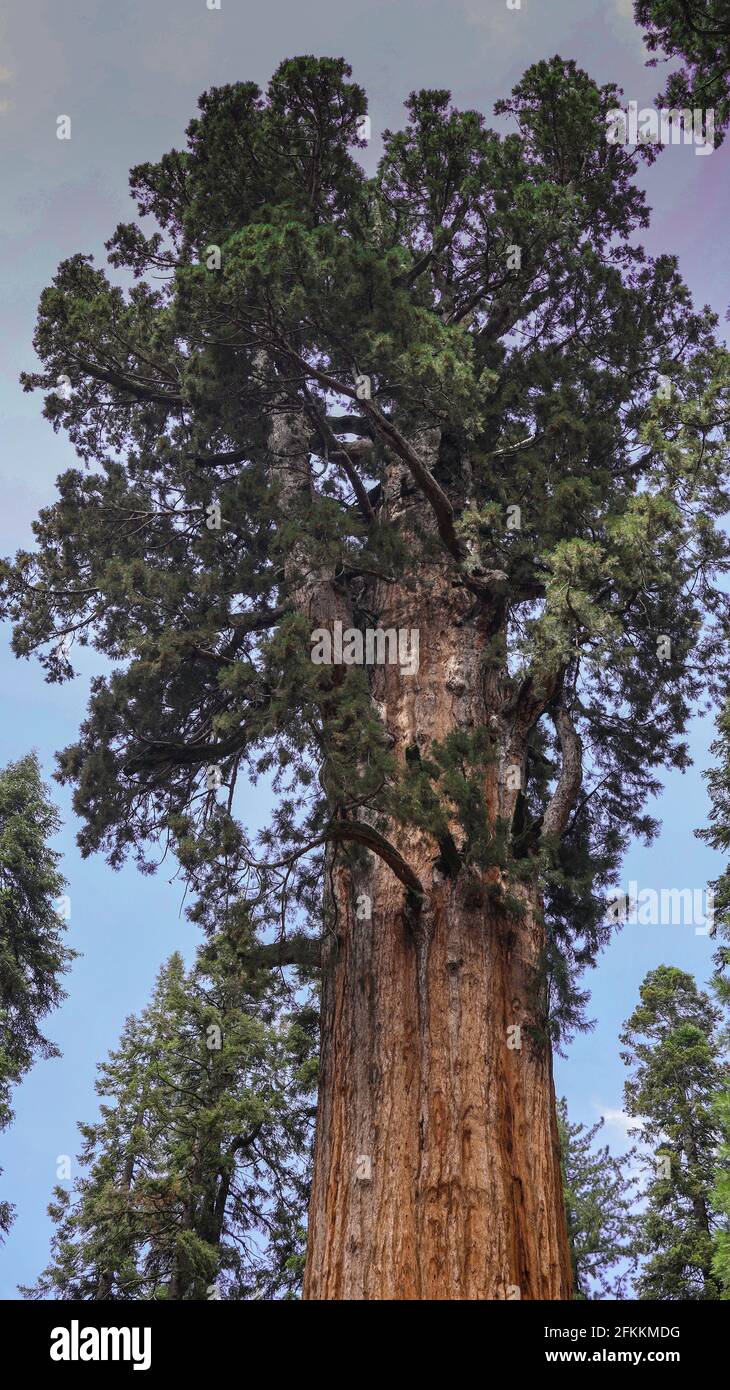 Detail Pohon General Sherman Nomer 40