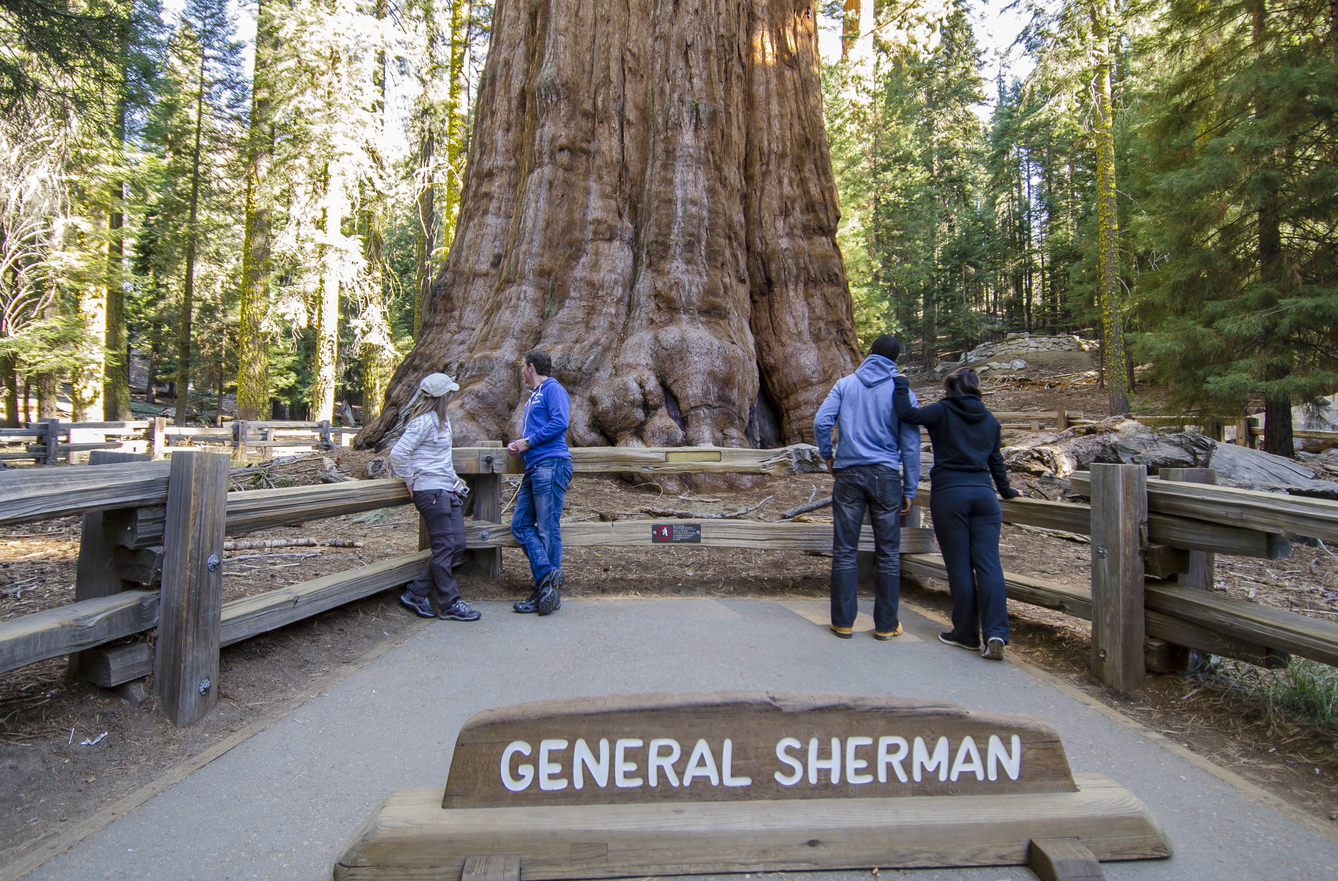 Detail Pohon General Sherman Nomer 42