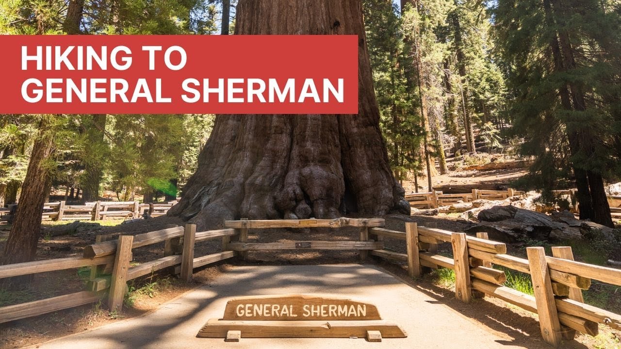 Detail Pohon General Sherman Nomer 43